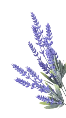 Lavender Oil